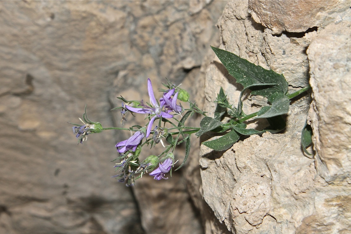 Image of Sergia regelii specimen.
