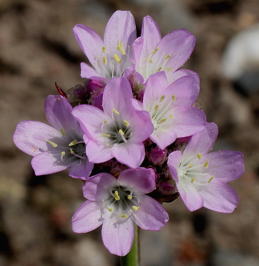 Изображение особи Armeria welwitschii.