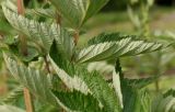 Filipendula ulmaria