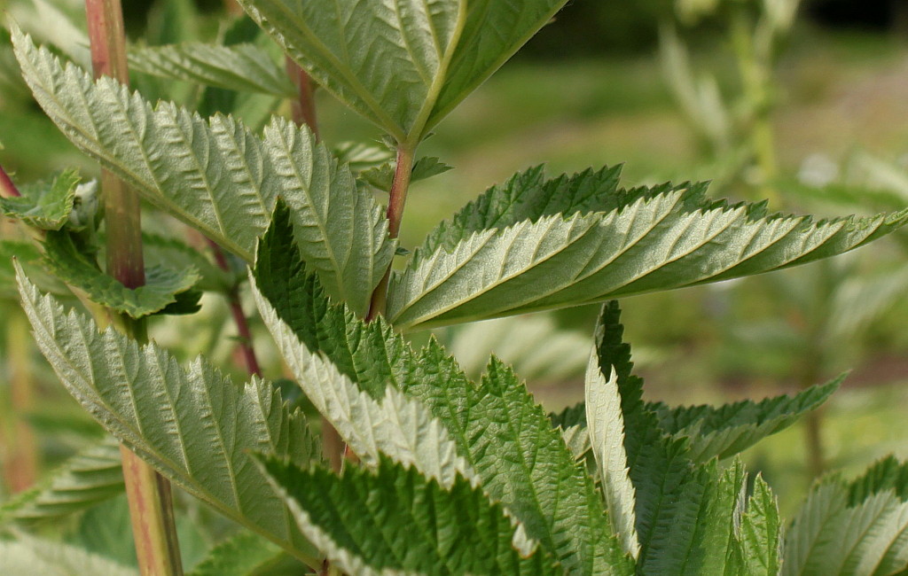 Image of Filipendula ulmaria specimen.