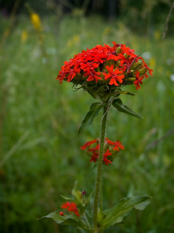 Изображение особи Lychnis chalcedonica.