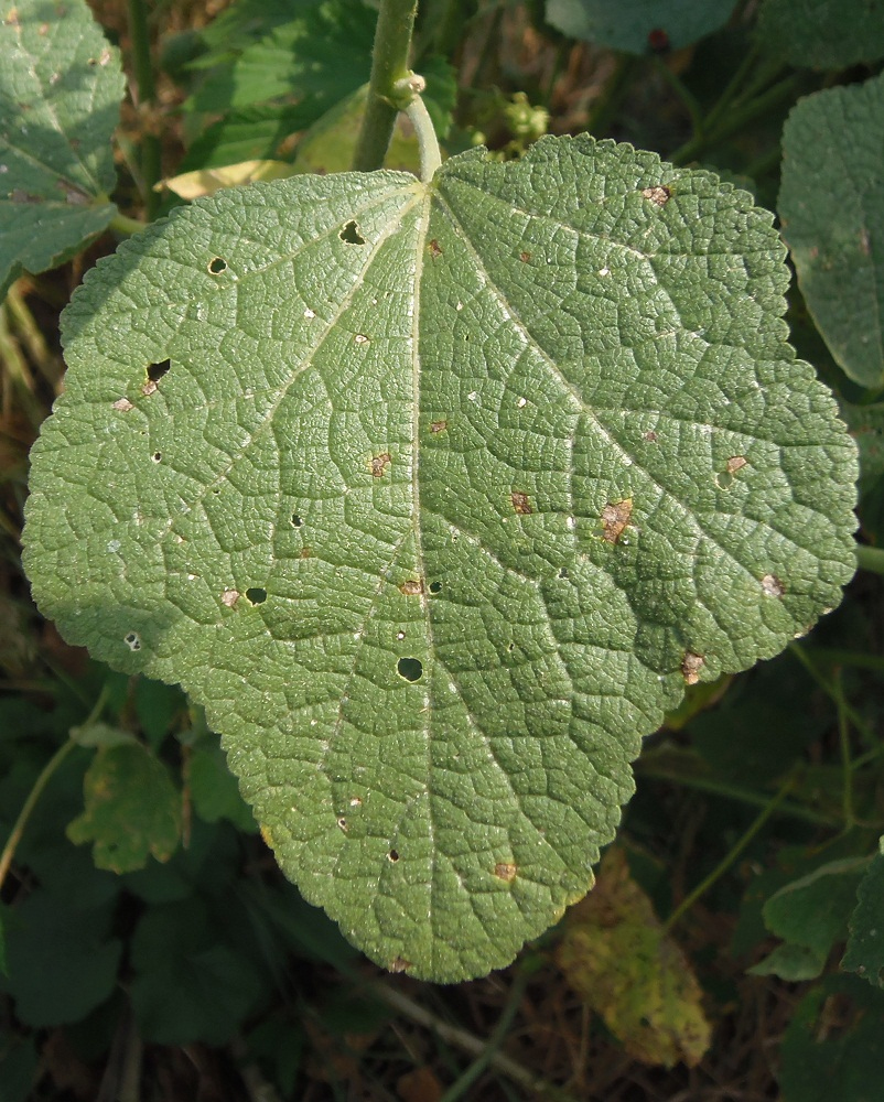 Изображение особи Alcea rugosa.