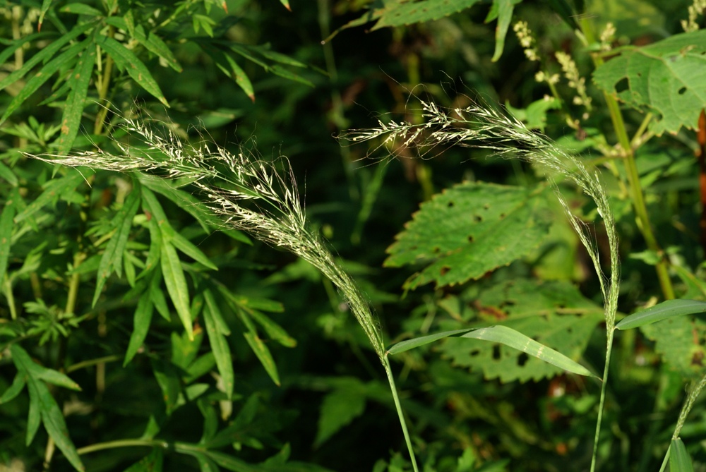 Image of Muhlenbergia huegelii specimen.