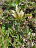 Pedicularis capitata. Цветущее растение. Камчатский край, Ключевская группа вулканов, окрестности перевала Толуд. 20.07.2013.