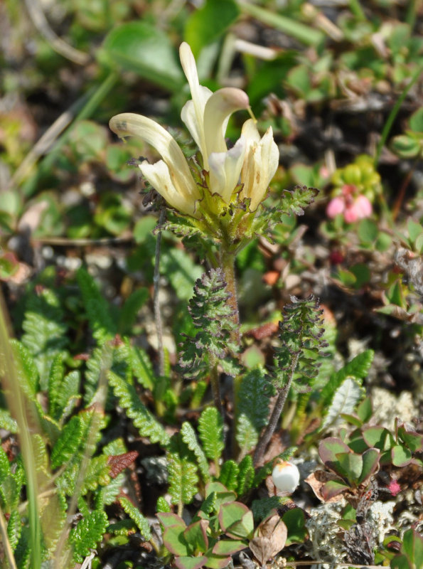 Изображение особи Pedicularis capitata.