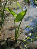 Calla palustris. Молодой побег. Ленинградская обл., побережье в р-не пос. Большая Ижора, низинное болото. 31.05.2009.