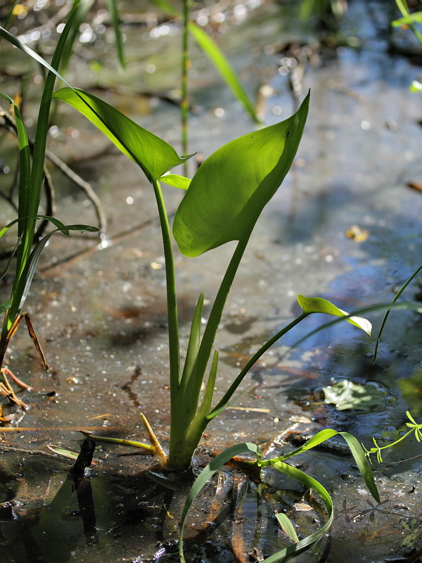 Изображение особи Calla palustris.