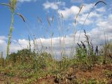 Phleum pratense