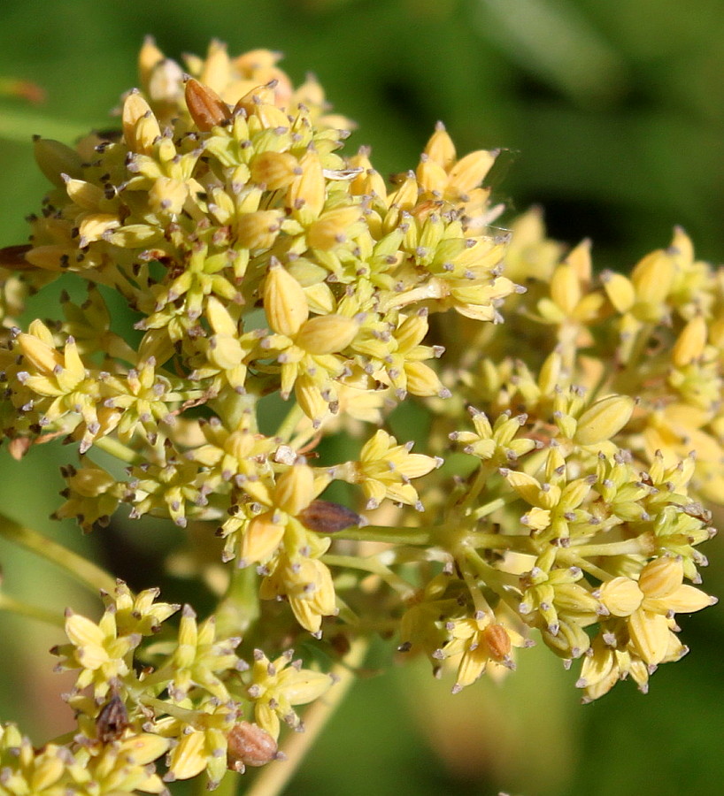 Image of Thalictrum lucidum specimen.