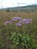 Aster bessarabicus