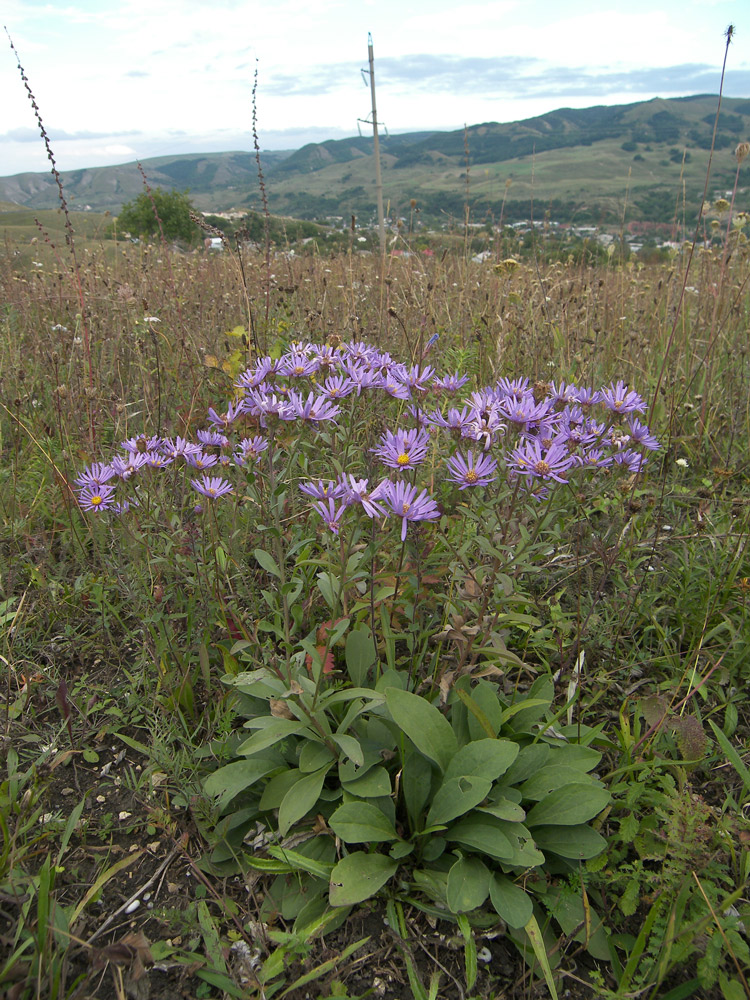 Изображение особи Aster bessarabicus.