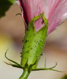 Hibiscus rosa-sinensis