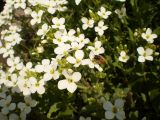 Aubrieta deltoidea. Верхушка цветущего растения с фуражирующей пчелой. Украина, г. Киев, в культуре. 12.04.2010.