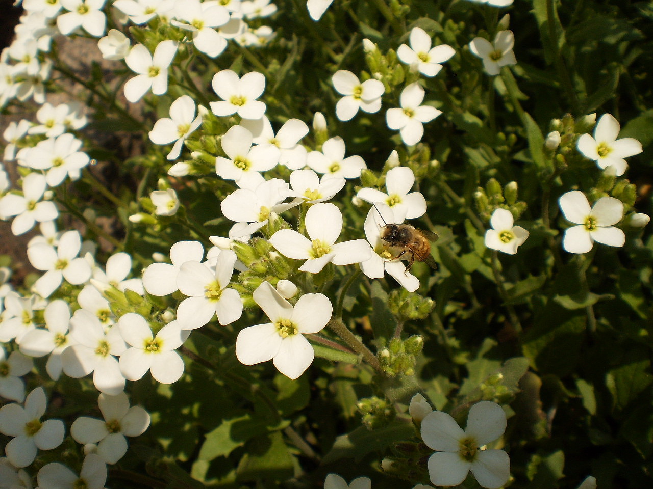 Изображение особи Aubrieta deltoidea.