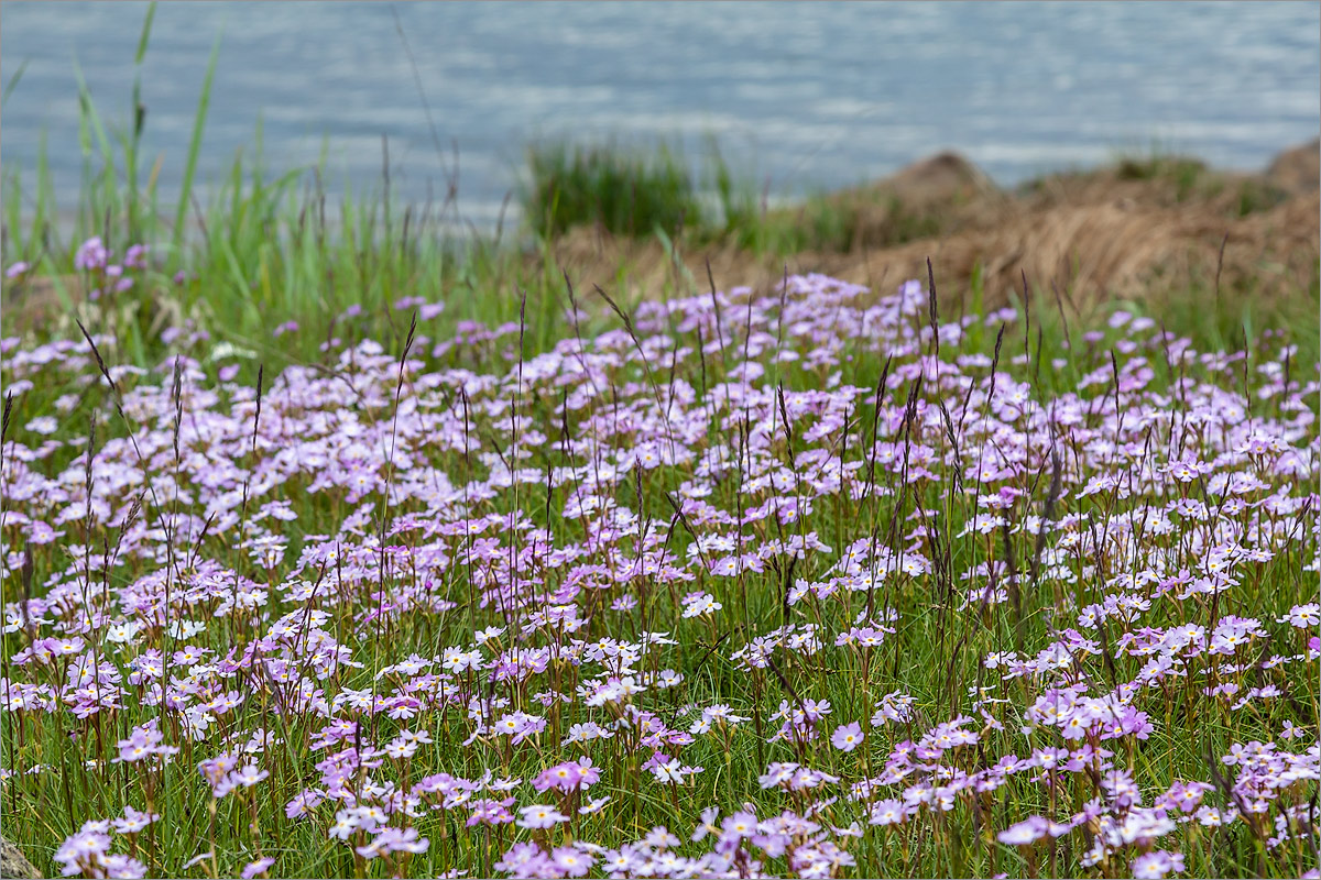 Image of Primula finmarchica specimen.