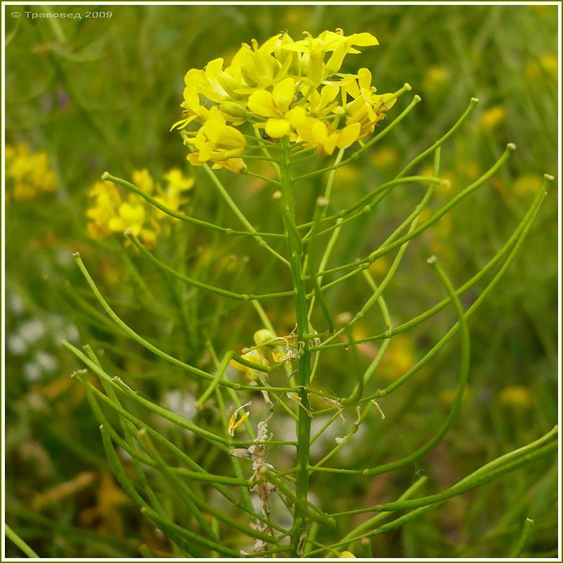 Image of Sisymbrium loeselii specimen.