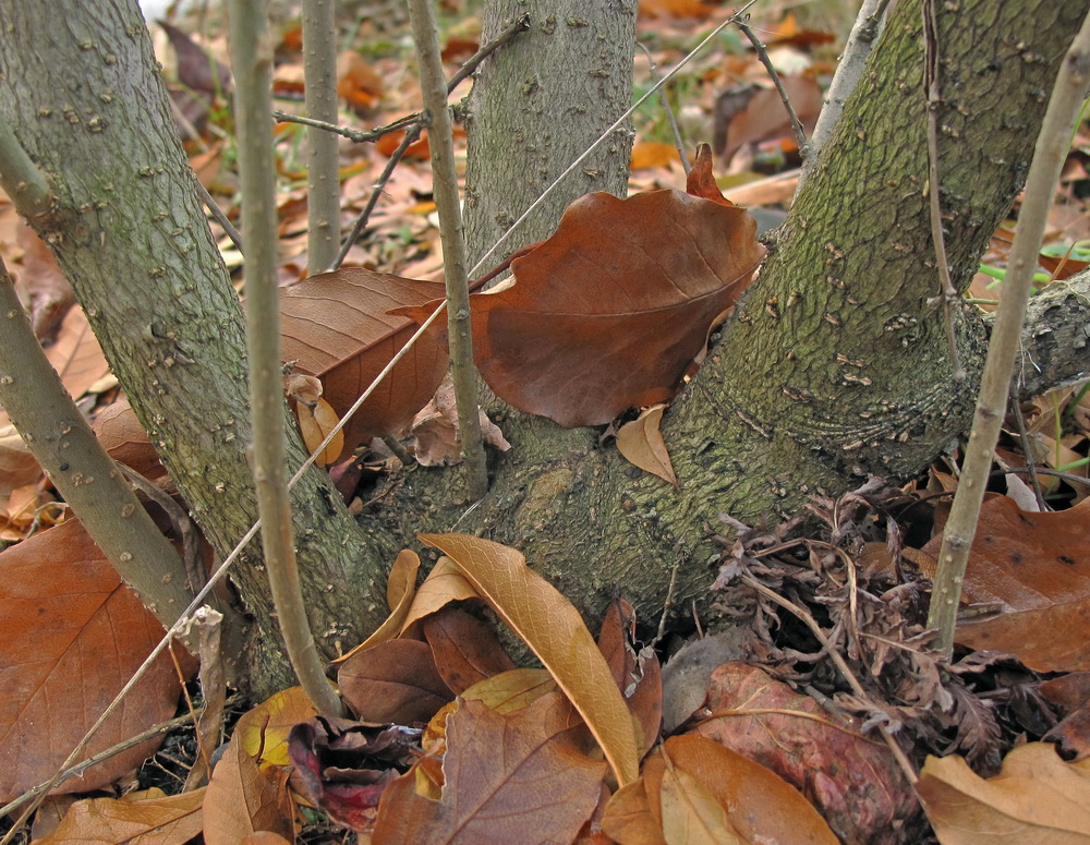 Изображение особи Ligustrum yezoense.