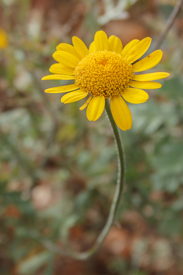 Image of Anthemis tinctoria specimen.