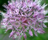 род Allium