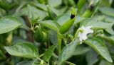 Capsicum annuum