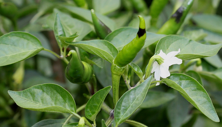 Изображение особи Capsicum annuum.