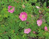 Rosa koreana