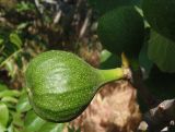 Ficus carica. Незрелые соплодия. Южный Берег Крыма, пос. Отрадное, рядом с тропой возле виноградника. 20.05.2013.