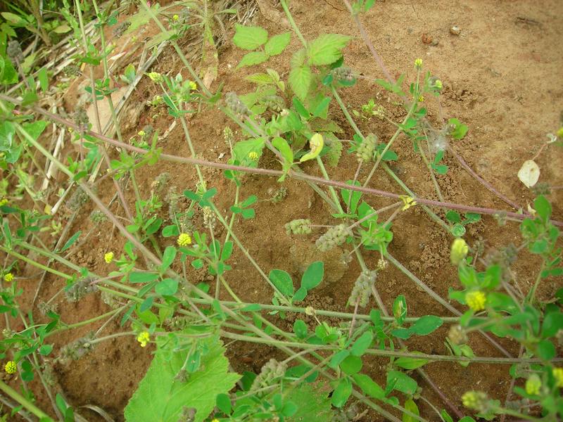 Image of Medicago lupulina specimen.