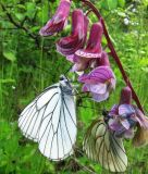 Lathyrus pisiformis. Соцветие с кормящимися бабочками-боярышницами. Пермский край, окр. г. Кунгур, дорога Чусовой-Кунгур, травянистый луг с редким кустарником. 13.06.2013.