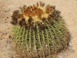 Echinocactus grusonii