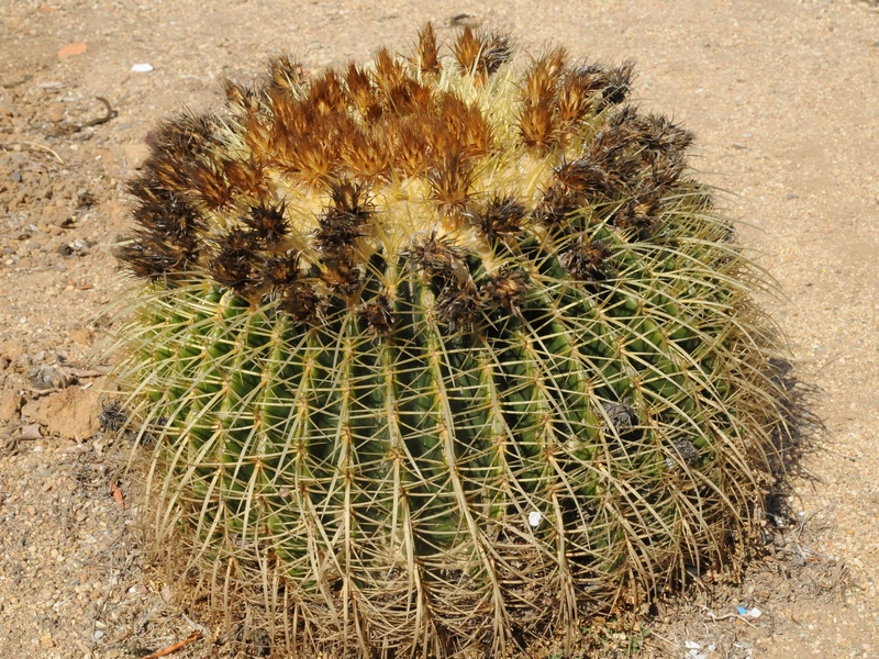 Изображение особи Echinocactus grusonii.