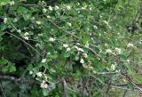 Cotoneaster suavis. Ветви цветущего кустарника. Нагорный Карабах, Мартакертский р-н, окр. с. Колатак. 10.05.2013.