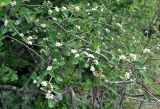 Cotoneaster suavis