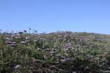 Limonium sinuatum