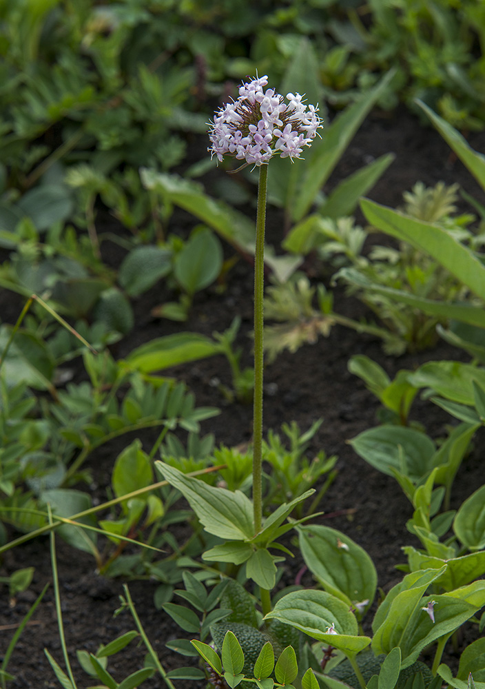 Image of Valeriana capitata specimen.