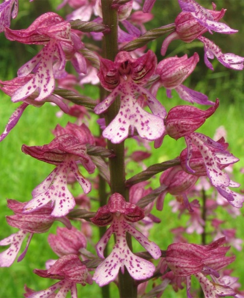 Image of Orchis &times; hybrida specimen.