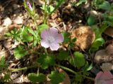 Malva setigera