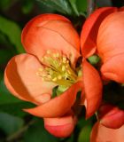 Chaenomeles japonica. Цветок. Подмосковье, г. Одинцово, придомовые посадки. Май 2014 г.