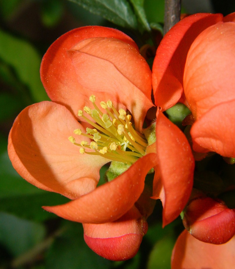 Image of Chaenomeles japonica specimen.