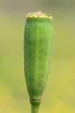 Papaver albiflorum