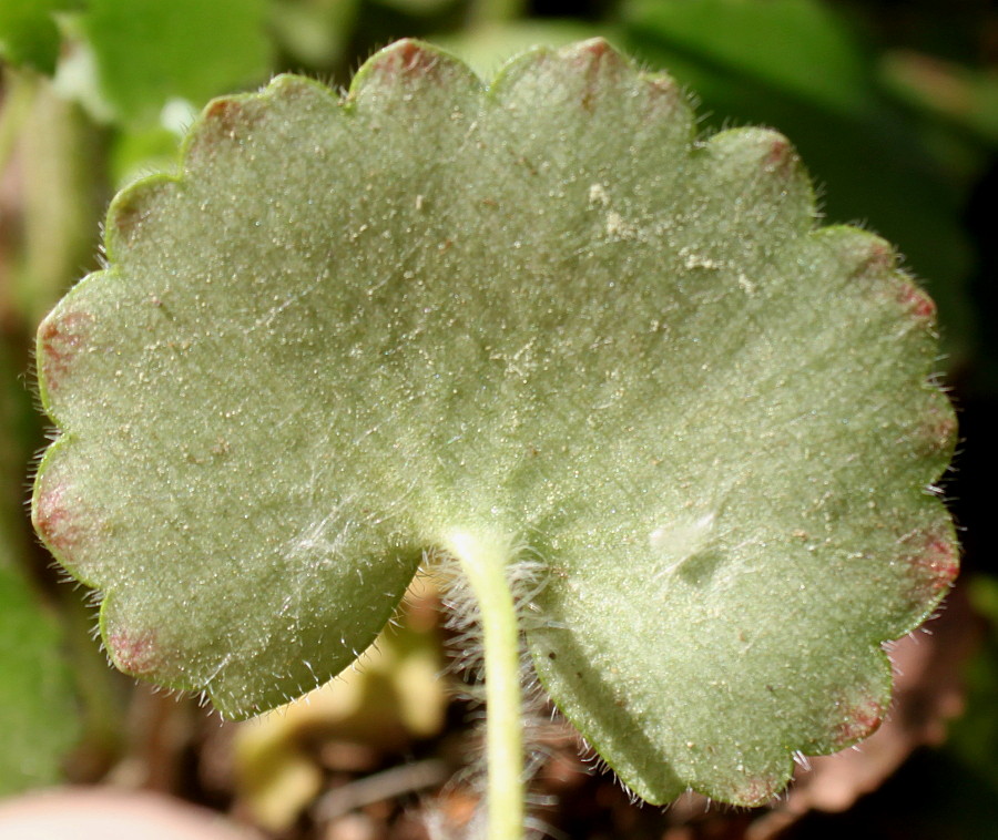 Image of Saxifraga rotundifolia specimen.