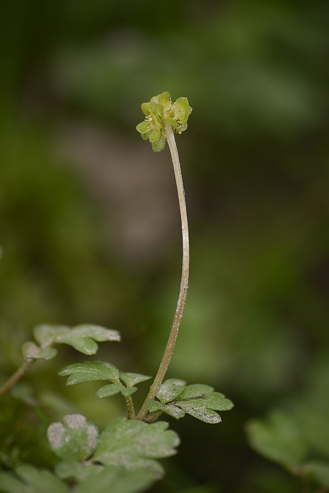 Image of Adoxa moschatellina specimen.