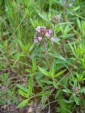 род Thymus. Побеги цветущего растения. Ставропольский край, г. Кисловодск, парк, лужайка, у обочины тропинки (43°53′31,24″ с.ш., 42°43′53,86″ в.д.). 02.06.2014.