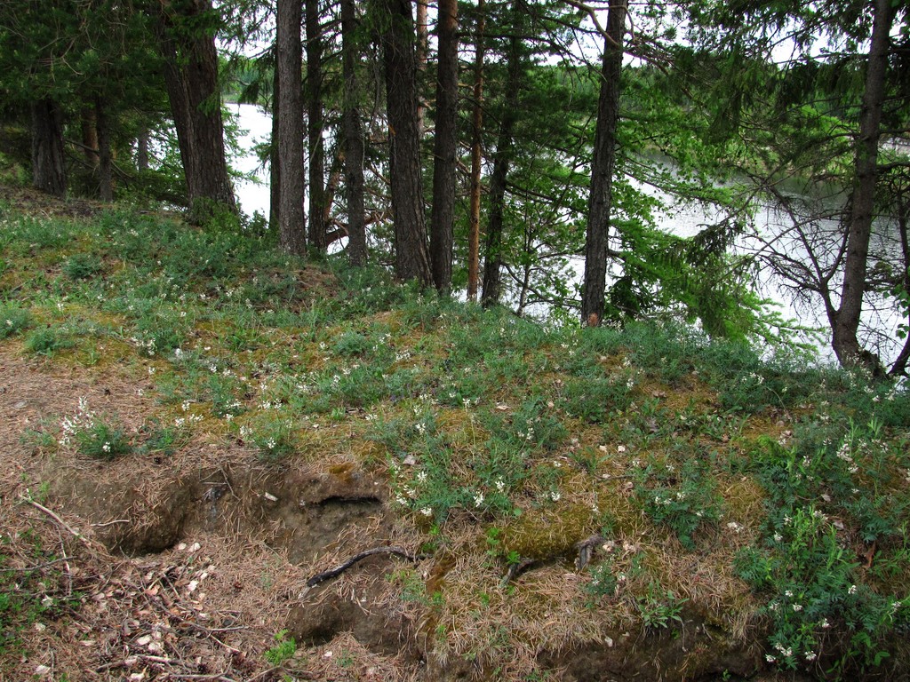 Изображение особи Astragalus gorczakovskii.