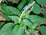 Scutellaria altissima