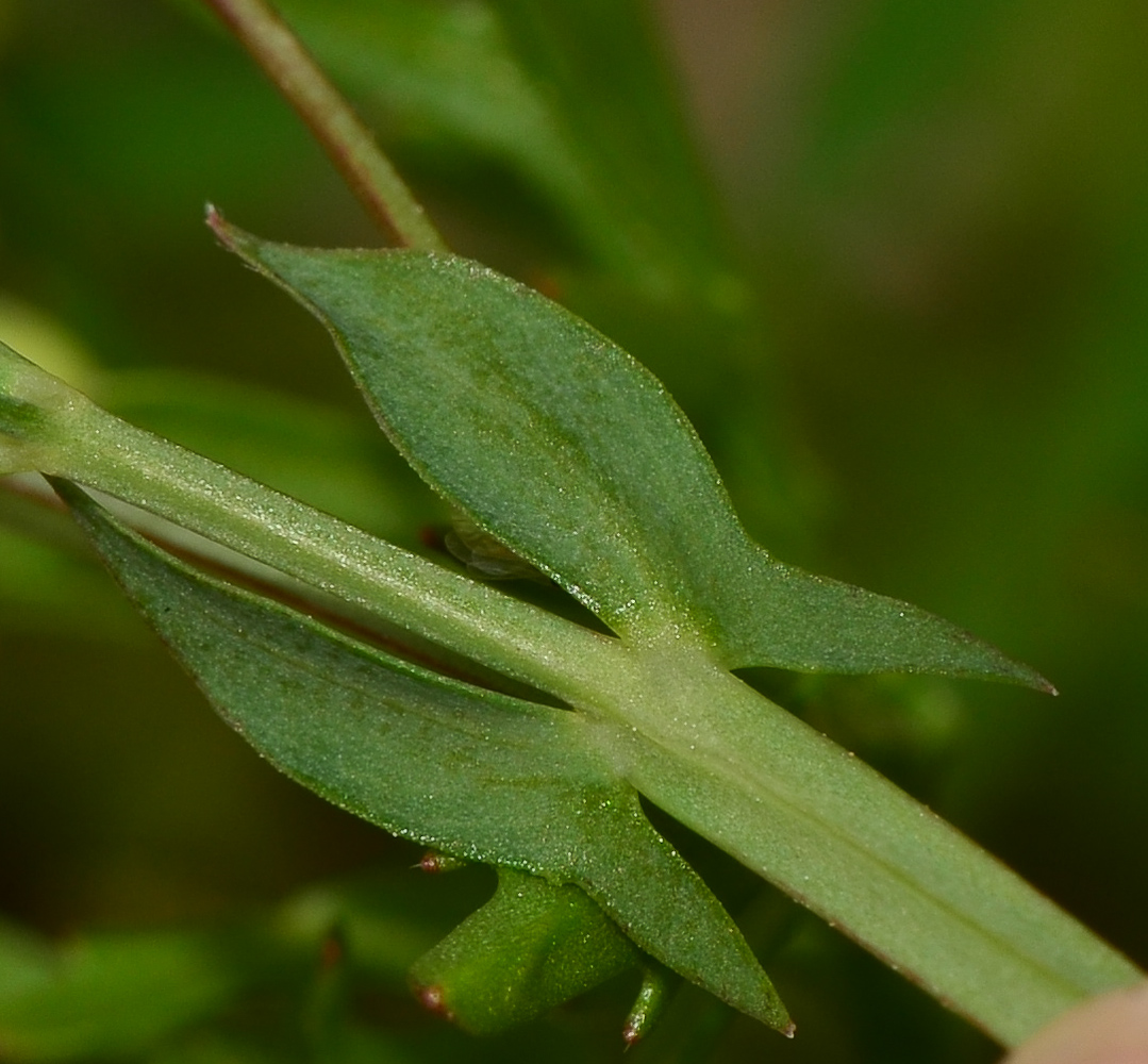 Изображение особи Lathyrus marmoratus.