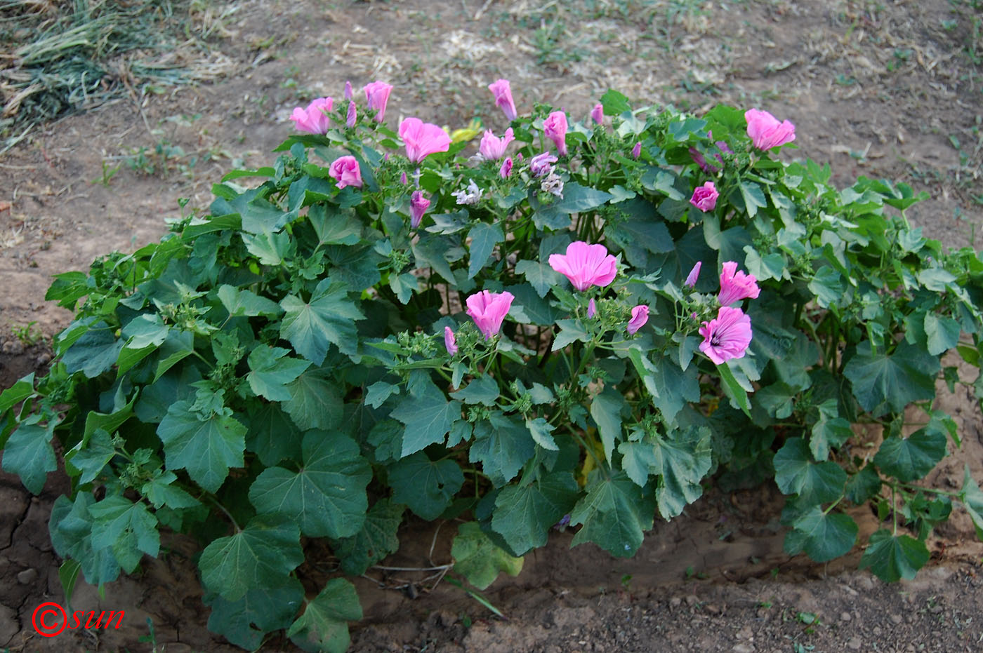 Image of Malva trimestris specimen.
