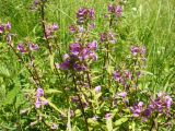 Pedicularis resupinata