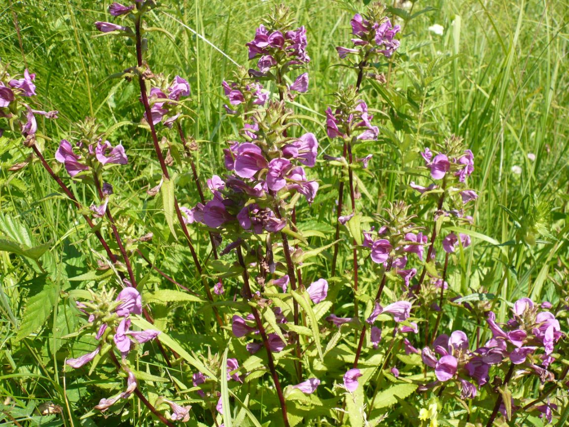 Image of Pedicularis resupinata specimen.