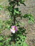 Rosa laxa